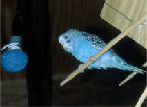 Bird Orchestra of Chester County