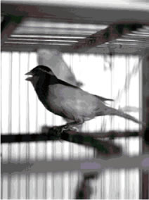 Various bird projects